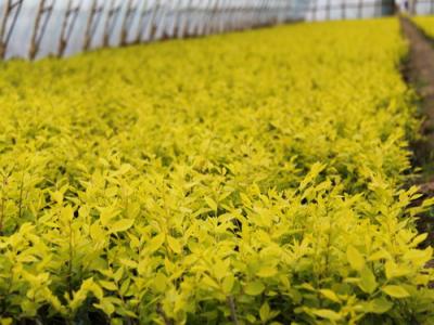 夏季種植金葉榆有哪些注意事項(xiàng)？