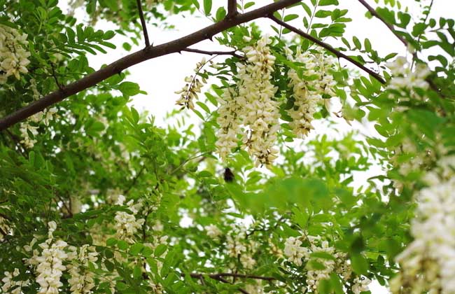 槐花一般幾月開花？