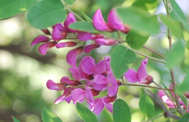 槐花一般幾月開花？