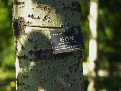 什么叫毛白楊？毛白楊有哪些特點？