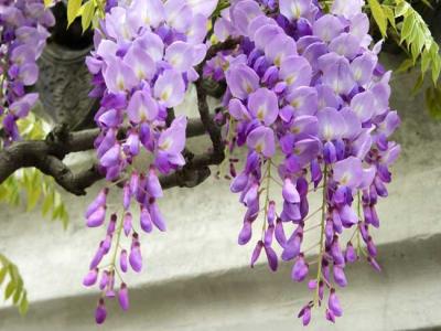 紫藤什么時候開花？紫藤花的花語是什么？