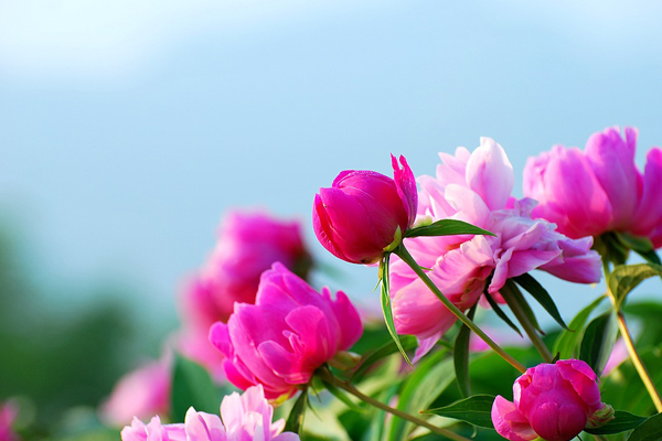 芍藥的花語(yǔ)是什么