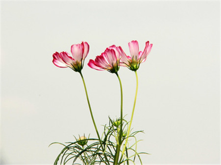 格桑花科普時(shí)間：波斯菊可以是！