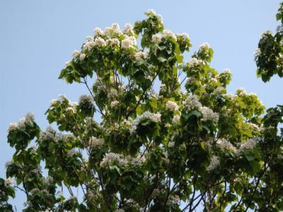 楸樹什么時候開花？
