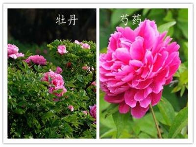 如何分辨牡丹和芍藥？