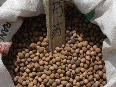 芍藥種子怎么種植？