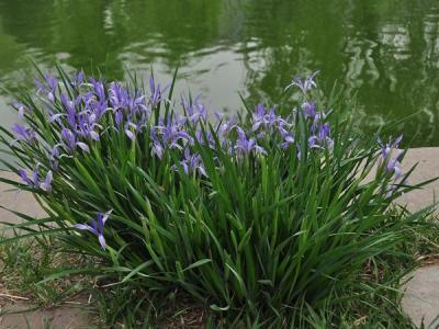 馬蓮花和馬蘭花是同一種花嗎？