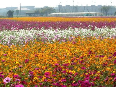 波斯菊的花語是什么？