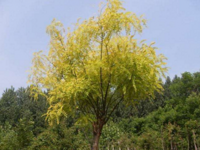 購(gòu)買(mǎi)金葉槐要注意品種真?zhèn)蔚蔫b別