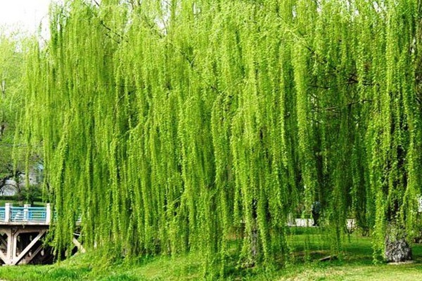 金絲垂柳是嫁接的嗎？