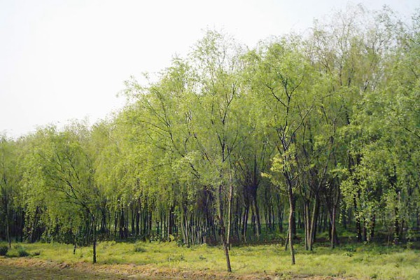 金絲垂柳是嫁接的嗎？