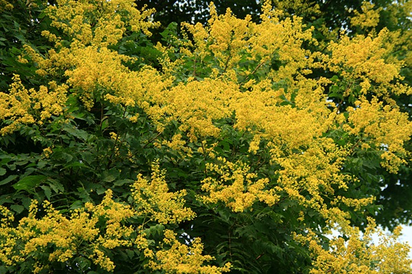欒樹(shù)什么時(shí)候開(kāi)花，花期多久