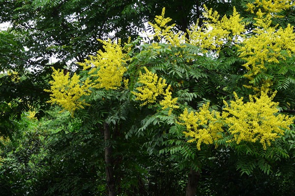 欒樹(shù)什么時(shí)候開(kāi)花，花期多久