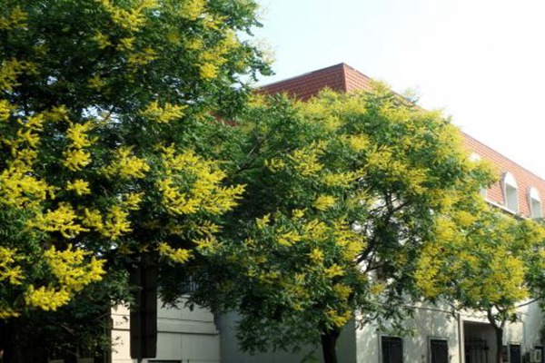 欒樹(shù)什么時(shí)候開(kāi)花，花期多久