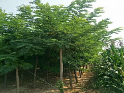 刺槐樹和洋槐樹有什么區(qū)別？是一種樹嗎？