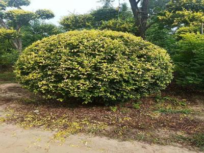 金葉榆產地是哪里？