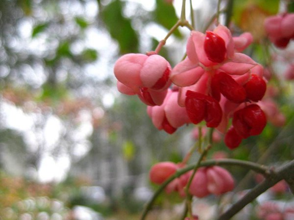 絲棉木最新價(jià)格表，多少錢(qián)一棵