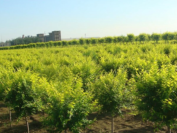 基地直銷金葉榆樹苗，價格多少錢