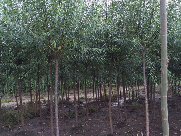垂柳樹(shù)苗2公分報(bào)價(jià)，多少錢(qián)一顆