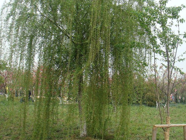 垂柳樹(shù)苗2公分報(bào)價(jià)，多少錢(qián)一顆