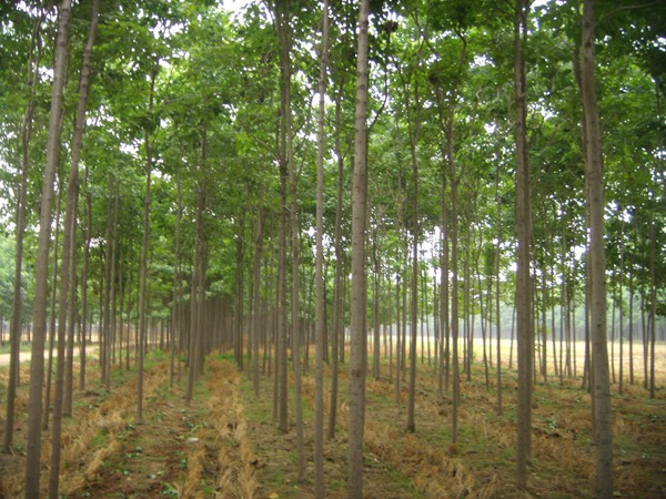 楸樹(shù)的種植市場(chǎng)價(jià)格多少錢