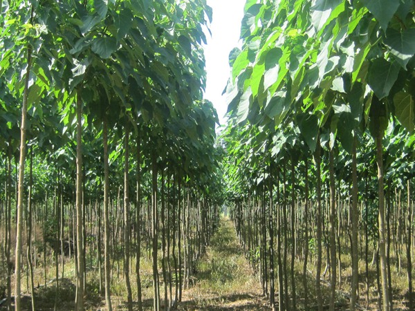 楸樹(shù)的種植市場(chǎng)價(jià)格多少錢