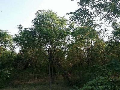 香花槐（紅花刺槐）的花語是什么？