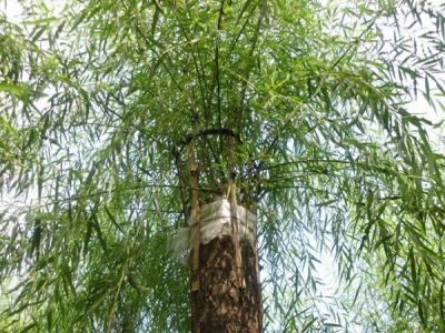 嫁接垂柳相對于原生垂柳有哪些優(yōu)勢？