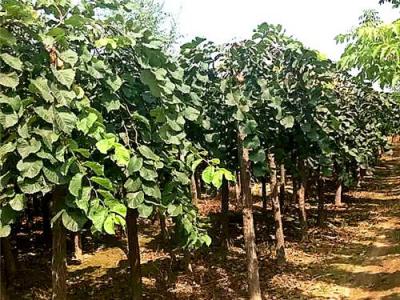 基地直供：大葉垂榆多少錢(qián)一棵