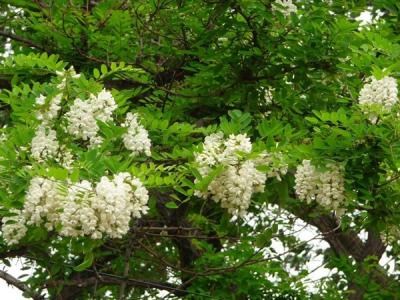 刺槐花語是什么？寓意是什么？