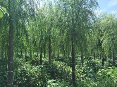 柳樹作砧木都可以嫁接什么品種？