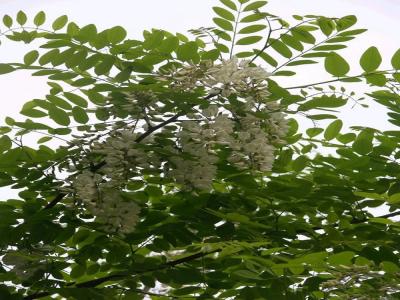 刺槐花可以吃嗎，應該怎么吃？