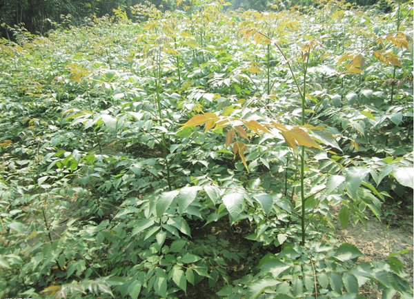 欒樹(shù)小苗