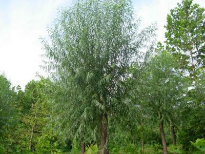 河北保定饅頭柳幼苗應(yīng)該怎么買(mǎi)？