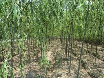 速生柳樹每年可以長粗多少？