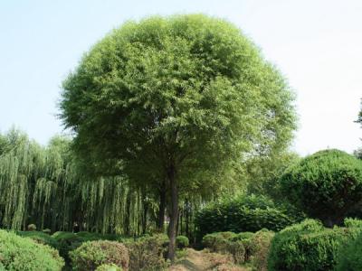 漳河柳和饅頭柳有什么區(qū)別？