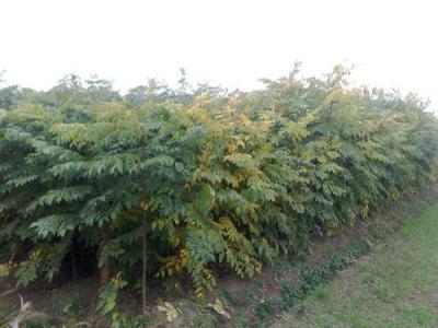 欒樹和黃山欒樹二者有什么區(qū)別？