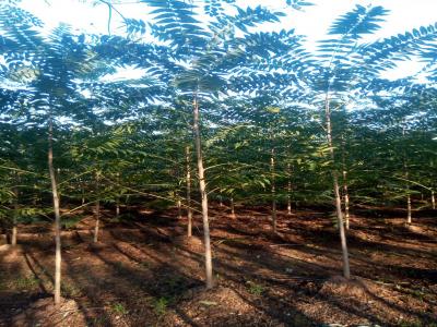香椿和紅香椿二者有什么區(qū)別？