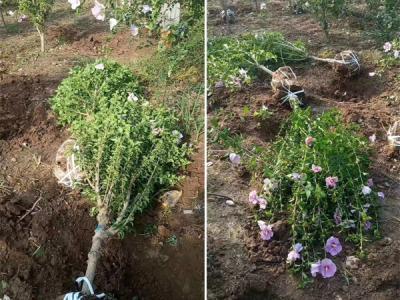 木槿花該如何種植及養(yǎng)護(hù)？