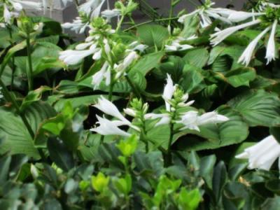 白玉簪根藥用價(jià)值體現(xiàn)在哪些方面？