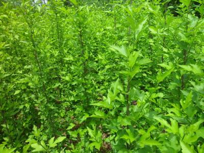 木槿樹(shù)的風(fēng)水寓意是什么？