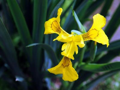 黃菖蒲的果子可以吃么？