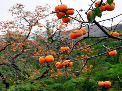 如何才能栽培好柿子樹(shù)？