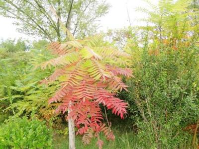 院子里種植臭椿風(fēng)水好嗎？