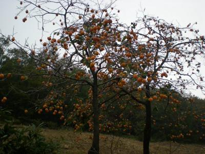 柿子樹(shù)結(jié)果少，甚至不結(jié)果，應(yīng)該如何處理？
