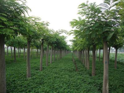 合歡樹小苗應(yīng)該在哪里購買？