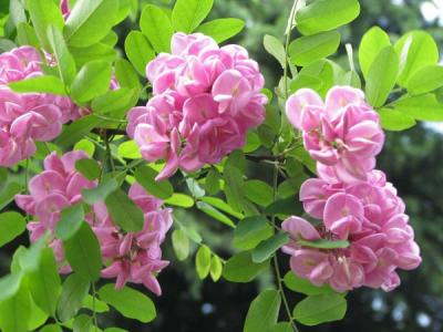 香花槐葉片出現(xiàn)枯黃怎么辦？