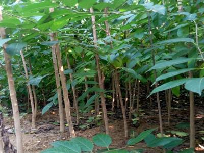 杜仲樹的種植需要注意些什么？