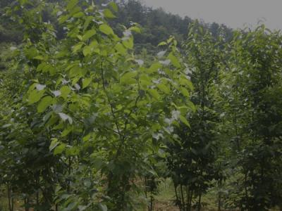 杜仲樹皮怎么采收，什么時候采收？