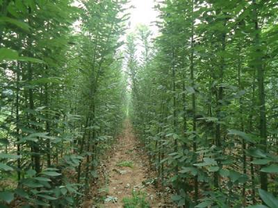 香花槐和刺槐有什么區(qū)別？